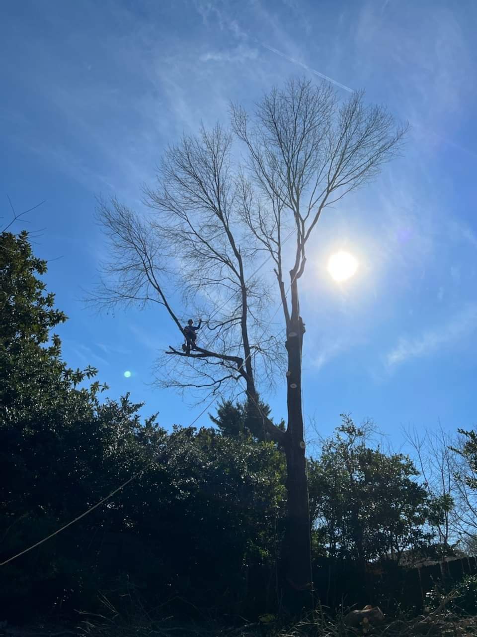 Arborist trimming branches of a tree